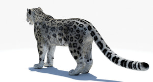 Realistic Snow Leopard 3D Model for Download Thumbnail