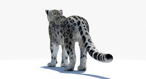 Realistic Snow Leopard 3D Model for Download Thumbnail