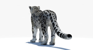 Realistic Snow Leopard 3D Model for Download Thumbnail