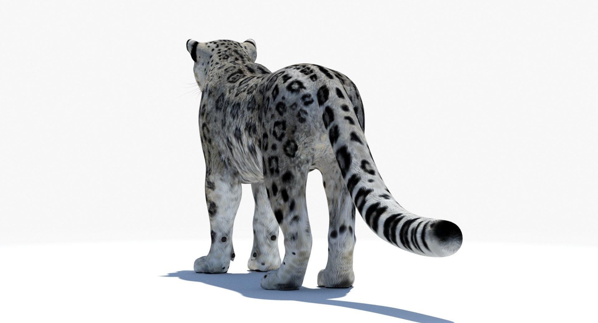 Realistic Snow Leopard 3D Model for Download