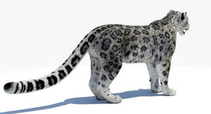 Realistic Snow Leopard 3D Model for Download Thumbnail