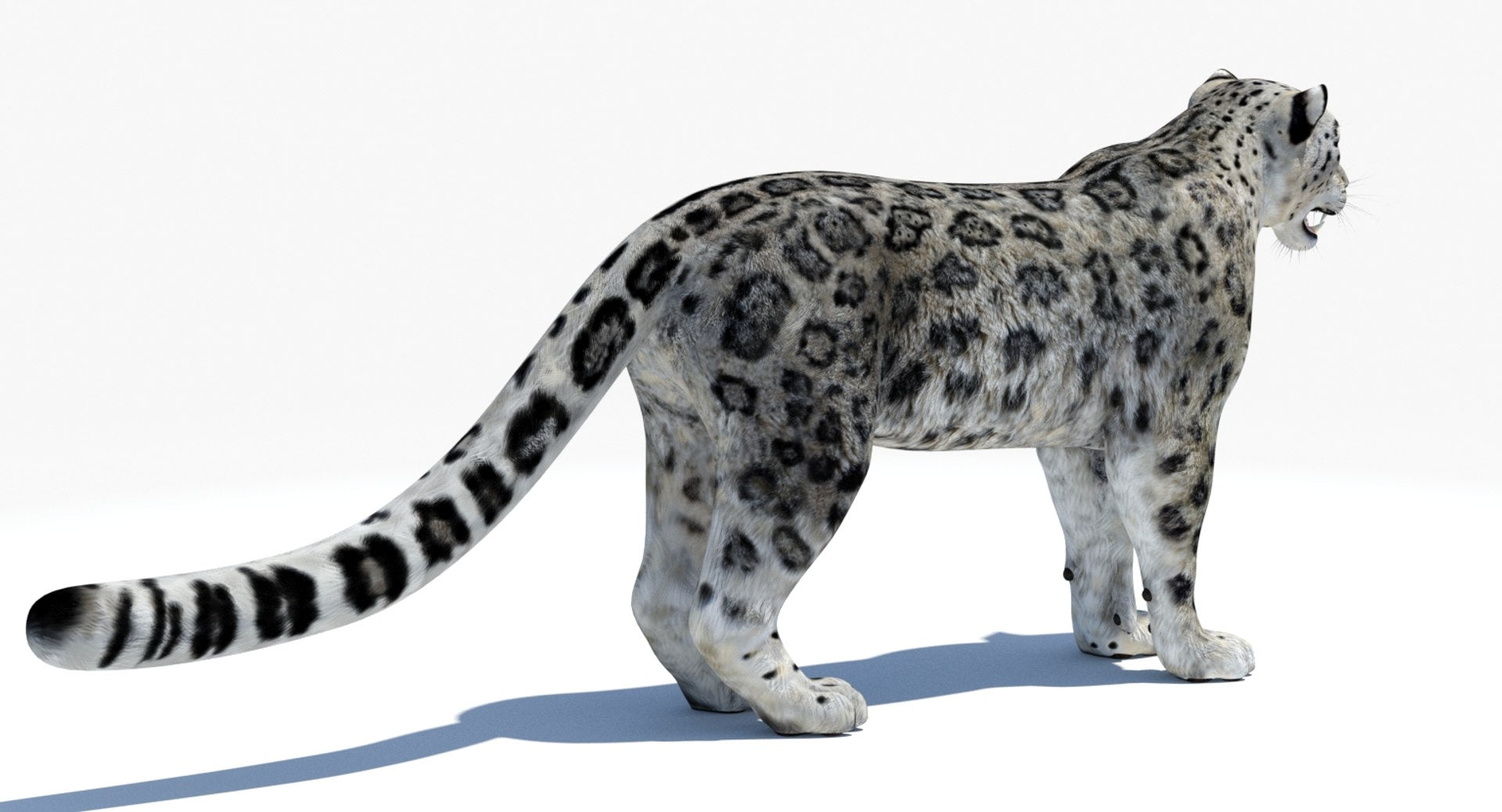 Realistic Snow Leopard 3D Model for Download