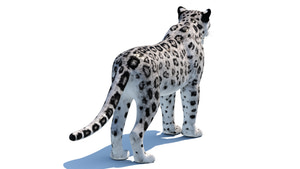 Snow Leopard 3D Model for Download: Back View Thumbnail