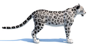 Realistic Snow Leopard 3D Model for download: Side View Thumbnail