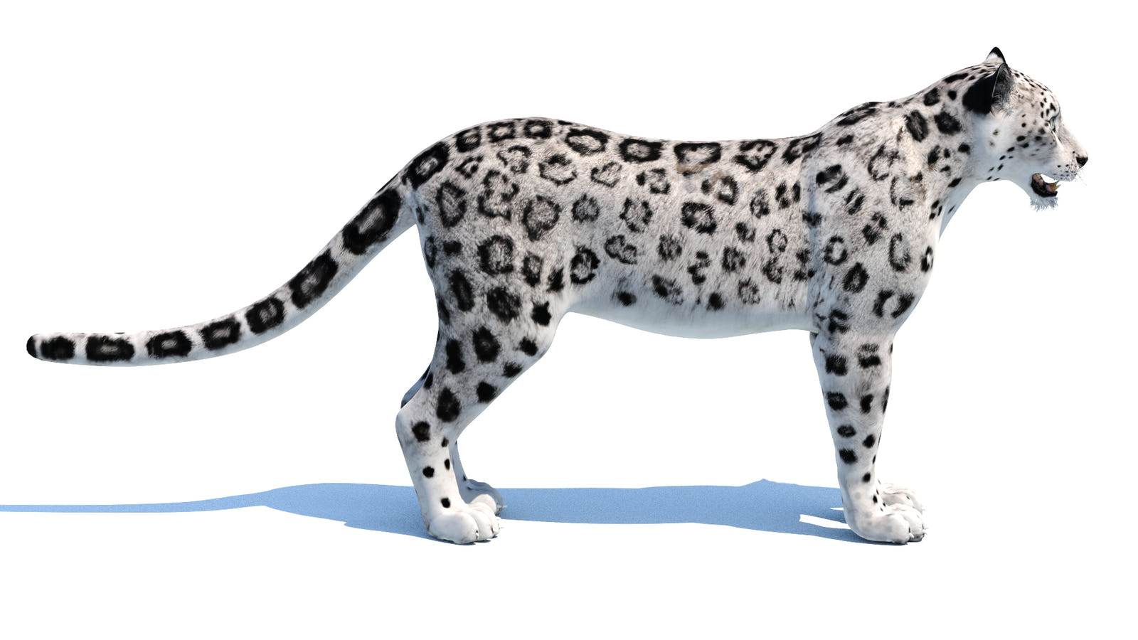Realistic Snow Leopard 3D Model for download: Side View