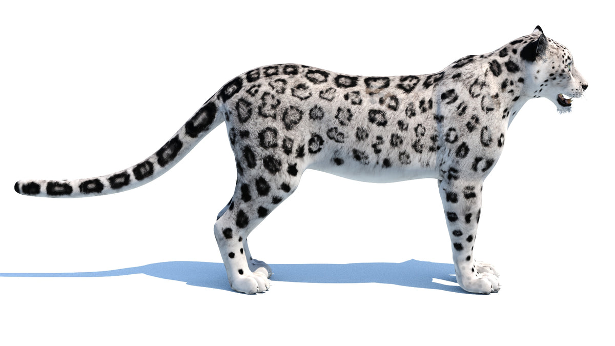 Realistic Snow Leopard 3D Model for download: Side View