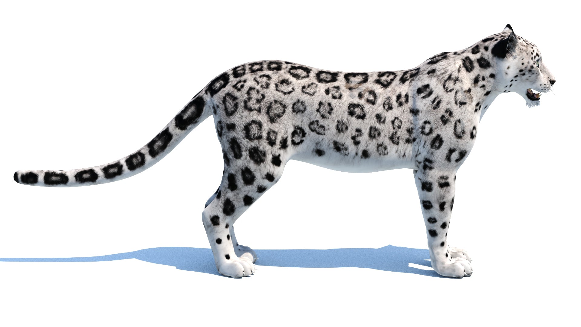 Realistic Snow Leopard 3D Model for download: Side View