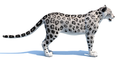 Realistic Snow Leopard 3D Model for download: Side View