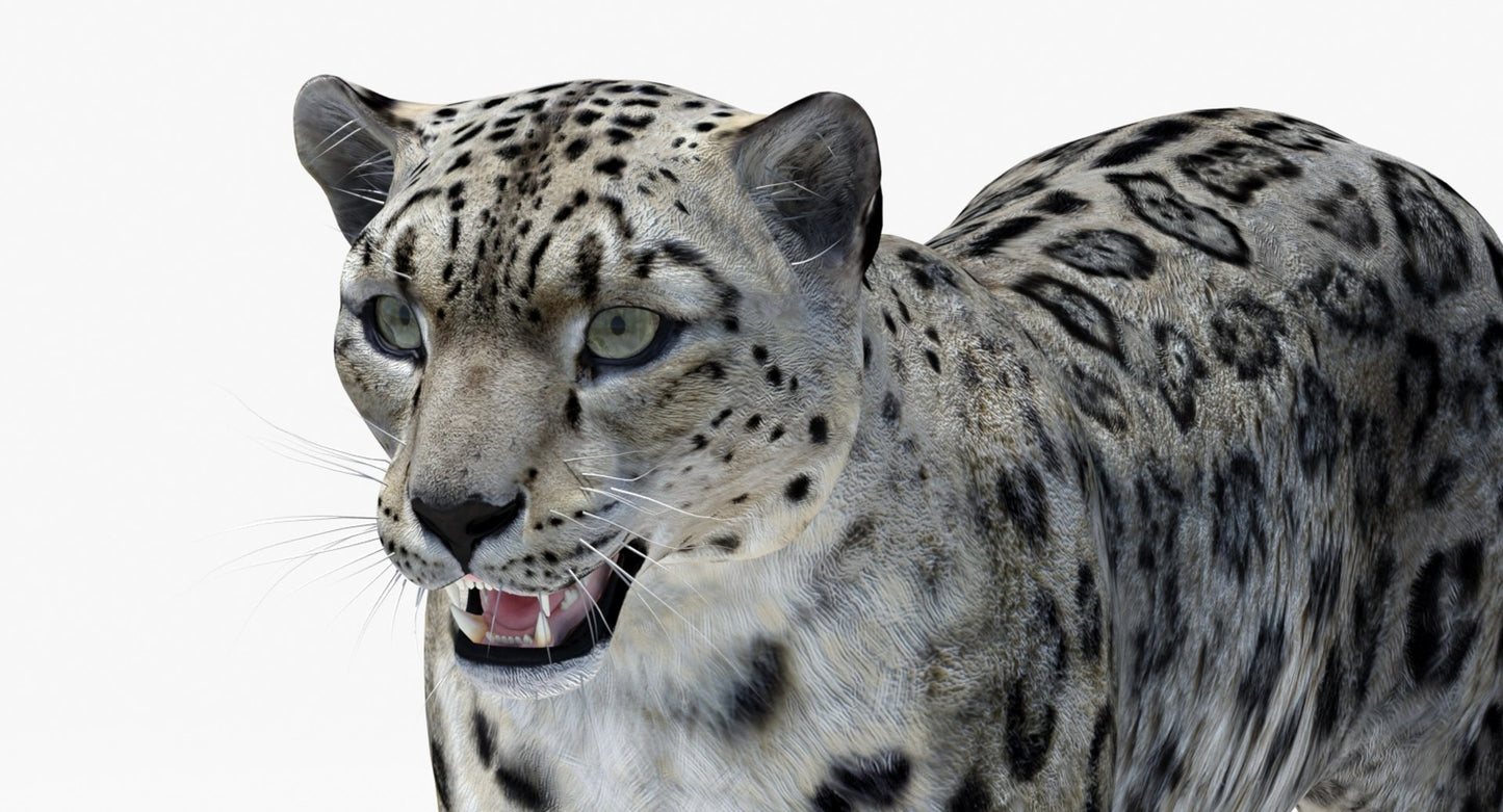 Realistic Snow Leopard 3D Model Head Close Up
