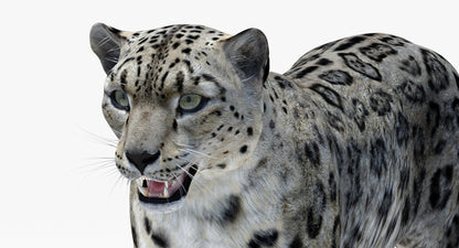 Realistic Snow Leopard 3D Model Head Close Up