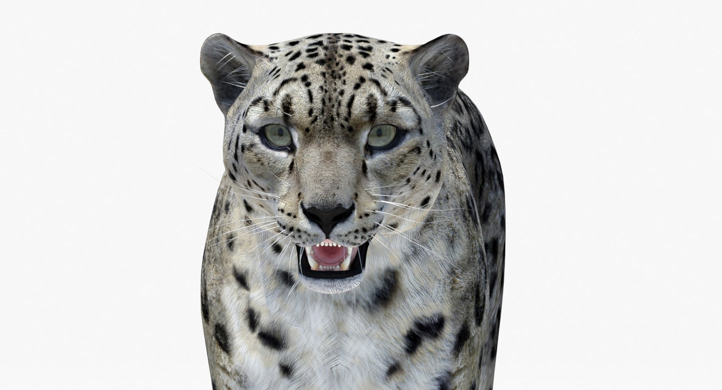 Snow Leopard 3D Model Head Close Up