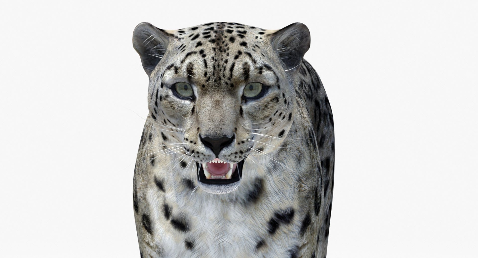Snow Leopard 3D Model Head Close Up