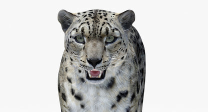 Snow Leopard 3D Model Head Close Up