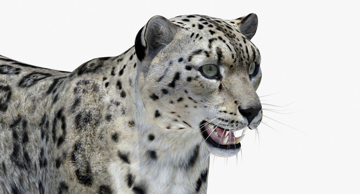 Snow Leopard 3D Model Head Close Up