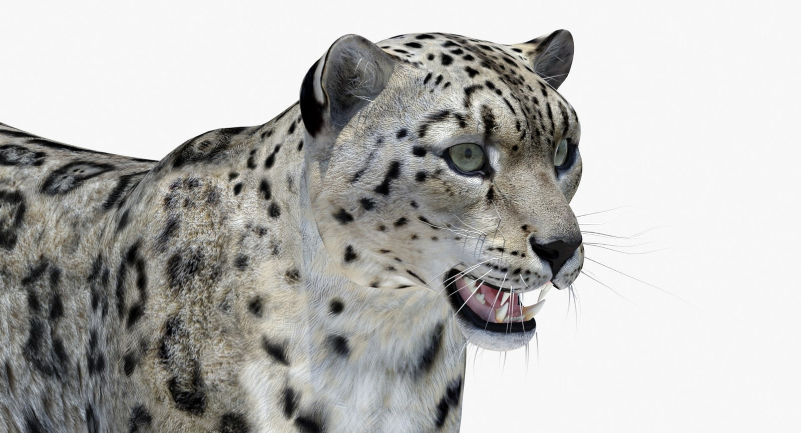 Snow Leopard 3D Model Head Close Up