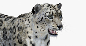 Snow Leopard 3D Model Head Close Up Thumbnail