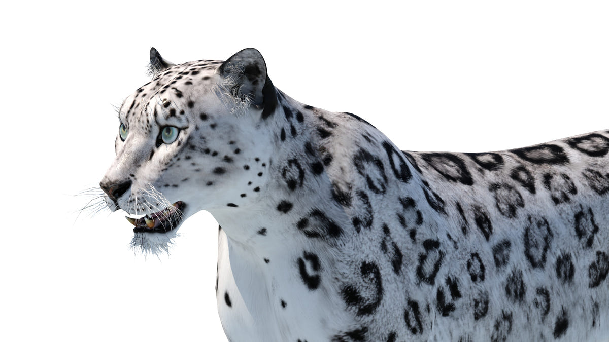 Realistic Snow Leopard 3D Model for Download: Head Close Up View