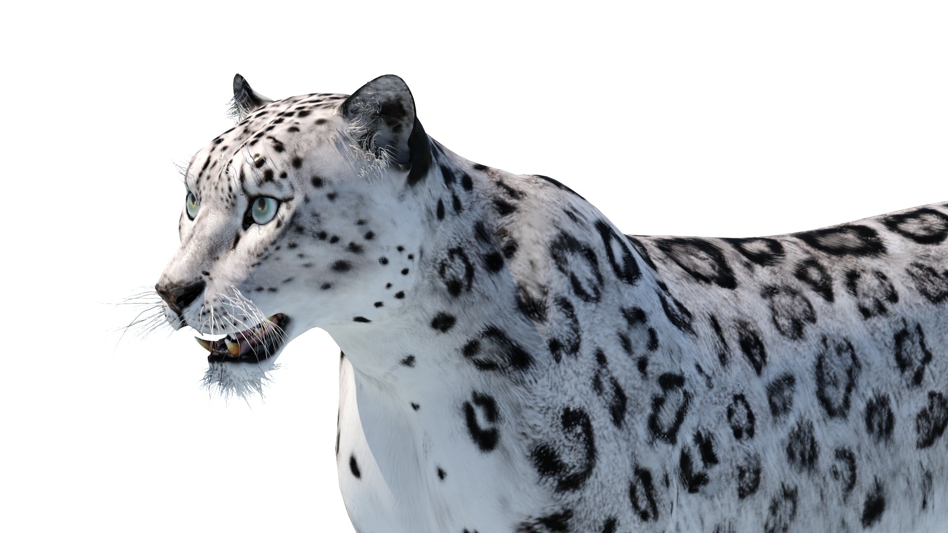 Realistic Snow Leopard 3D Model for Download: Head Close Up View