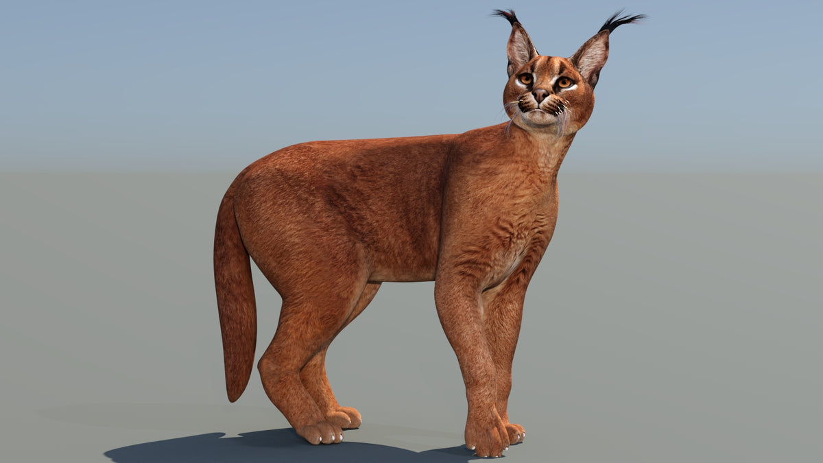 Realistic Standing Caracal 3D Model for Game