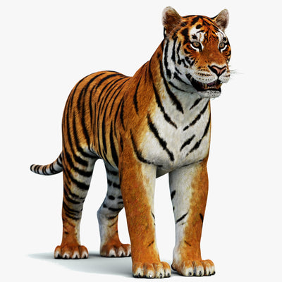 Game-Ready Tiger 3D Model PBR