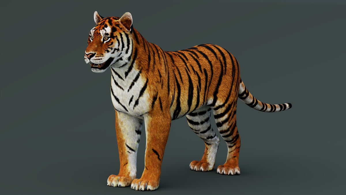Realistic tiger 3d model 3ds max, Maya