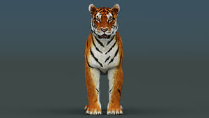 Game-Ready Tiger 3D Model PBR Thumbnail