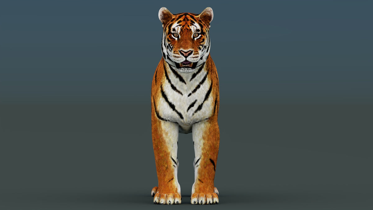 Game-Ready Tiger 3D Model PBR