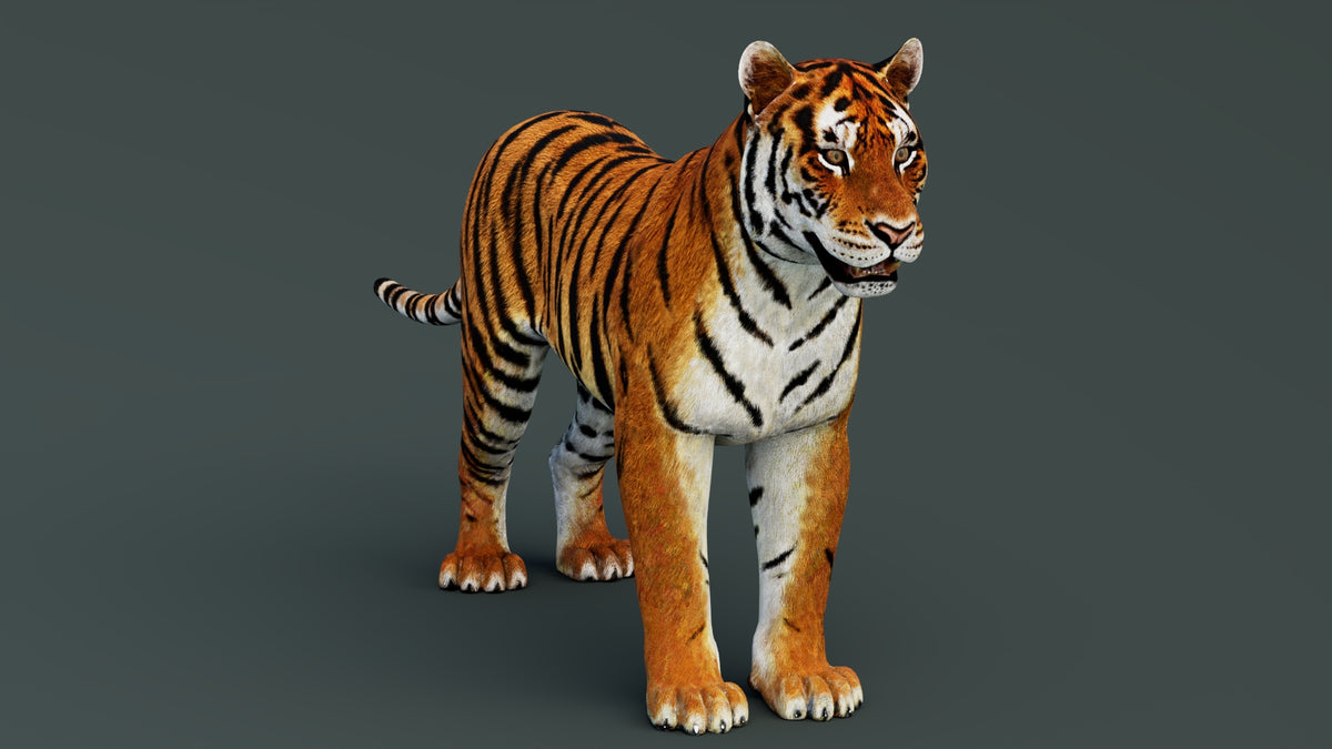 Game-Ready Tiger 3D Model PBR