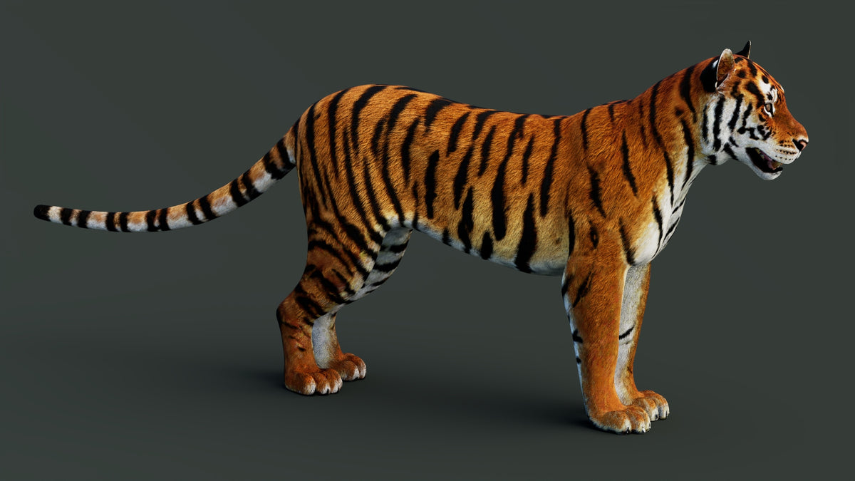 Game-Ready Tiger 3D Model PBR