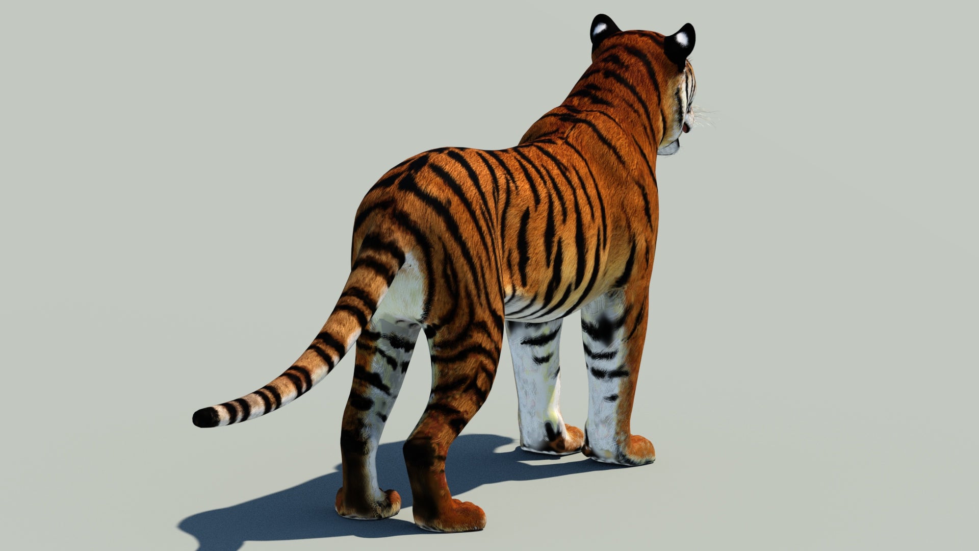 3D model of a tiger on a gray background