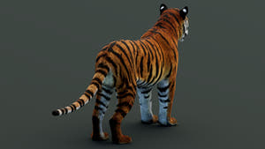 Game-Ready Tiger 3D Model PBR Thumbnail