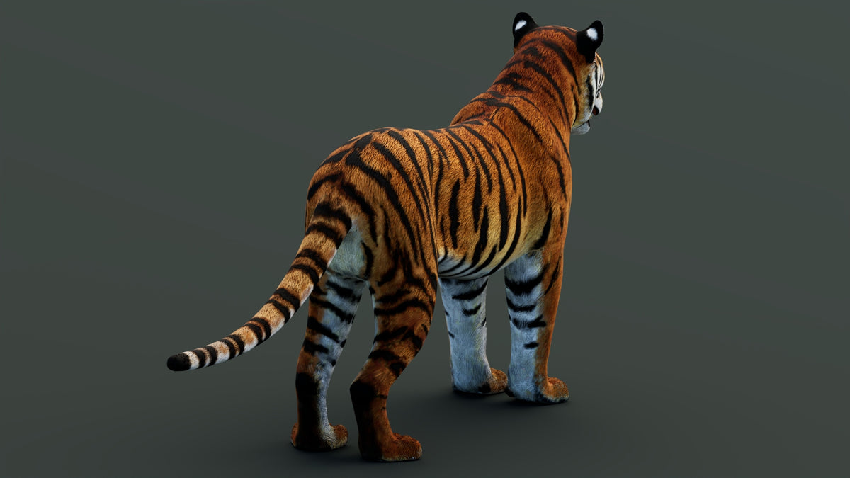 Game-Ready Tiger 3D Model PBR