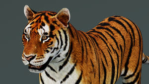 Game-Ready Tiger 3D Model PBR Thumbnail