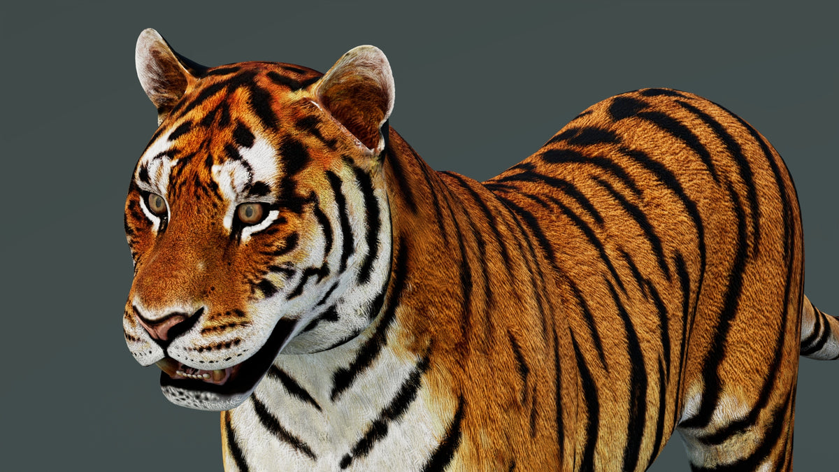 Game-Ready Tiger 3D Model PBR
