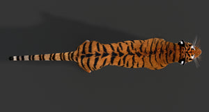 Realistic Tiger 3D Model for Download from top view Thumbnail