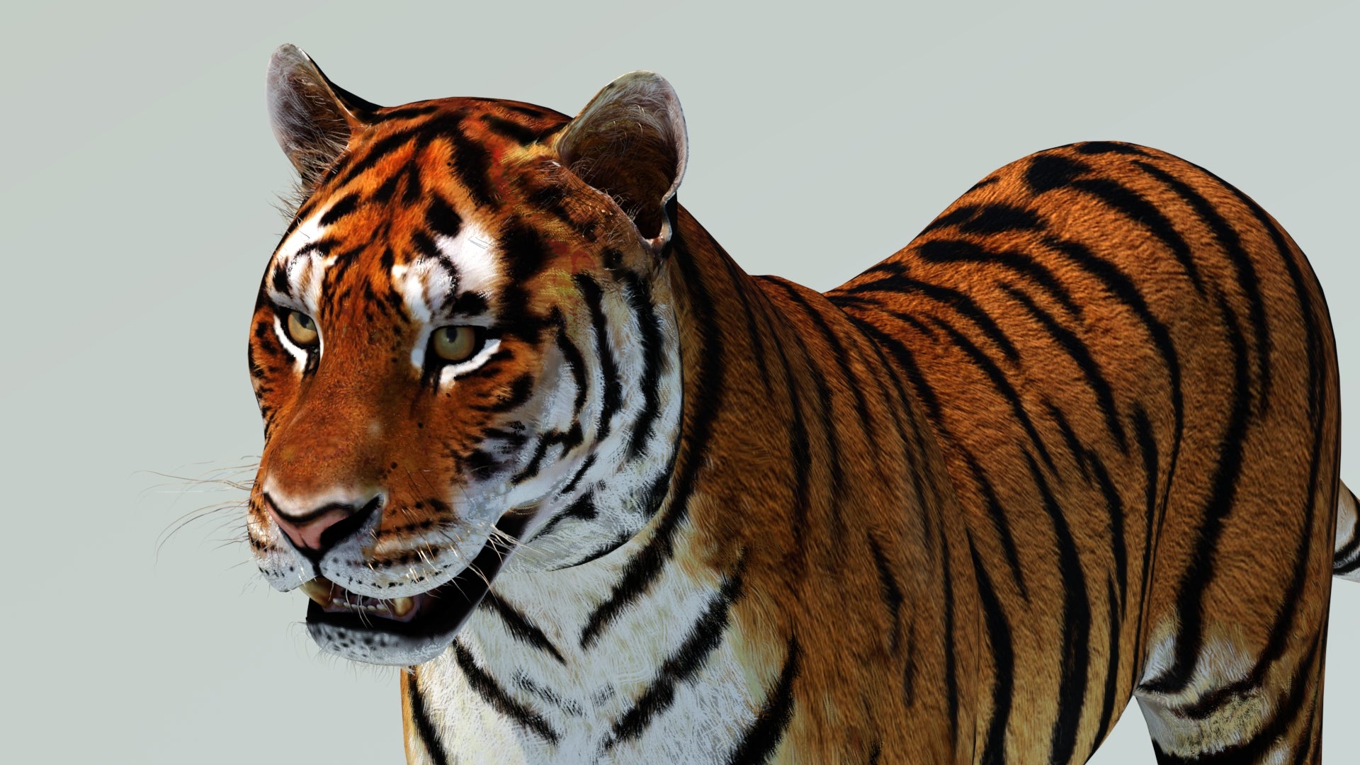 Realistic Tiger 3D Model for Download head close up