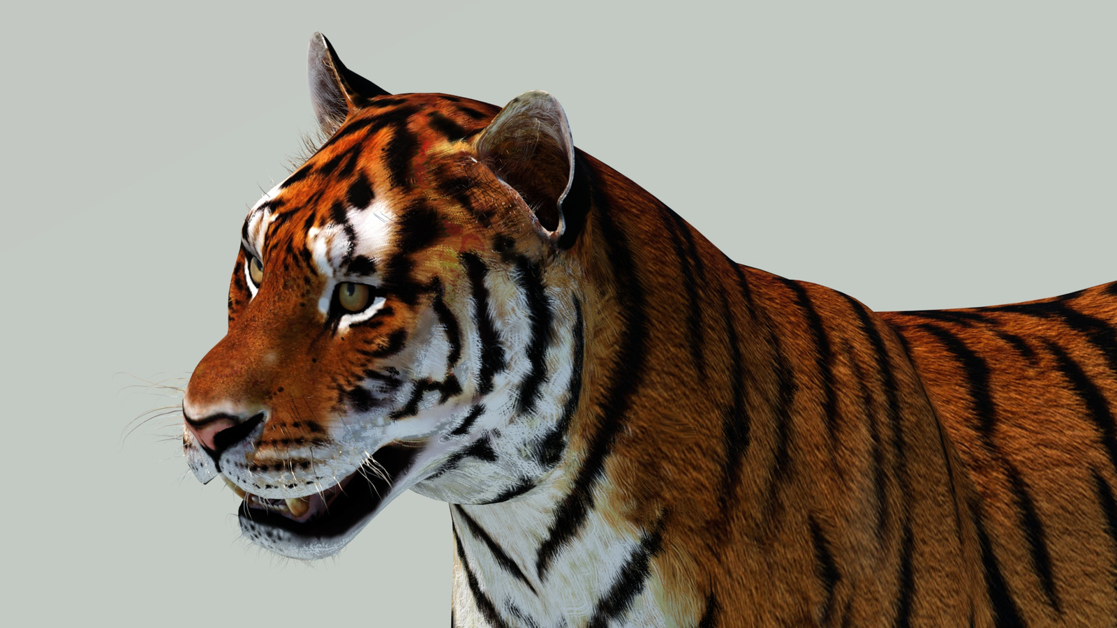Realistic Tiger 3D Model for Download head close up