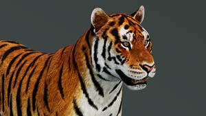 Game-Ready Tiger 3D Model PBR Thumbnail