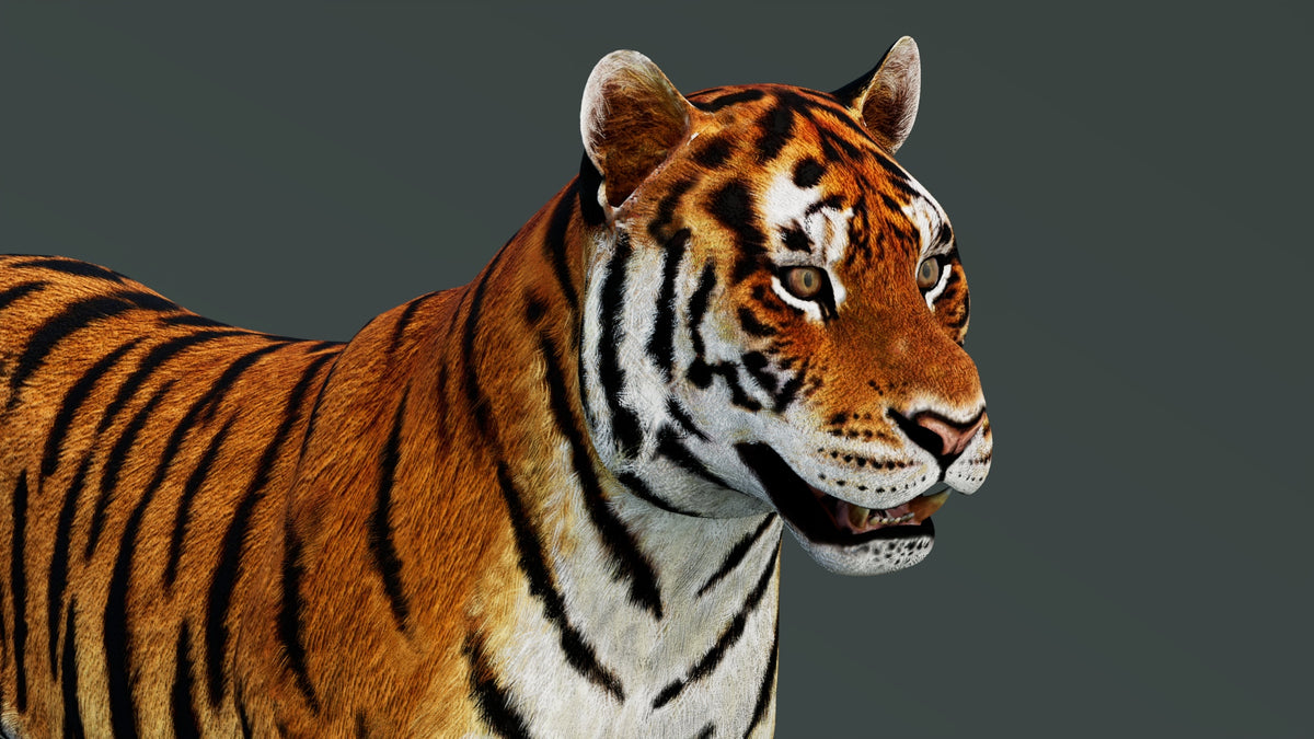 Game-Ready Tiger 3D Model PBR