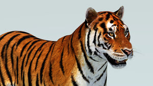 Realistic Tiger 3D Model for Download head close up Thumbnail