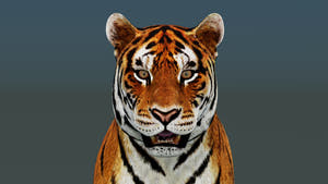 Game-Ready Tiger 3D Model PBR Thumbnail