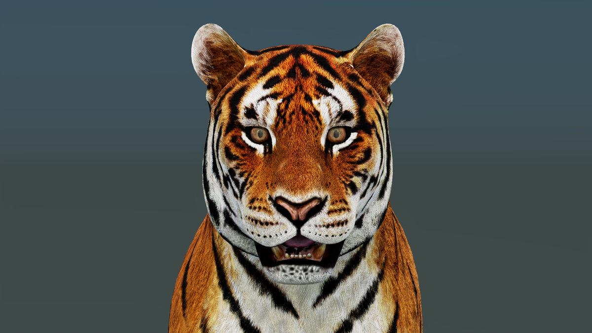 Game-Ready Tiger 3D Model PBR