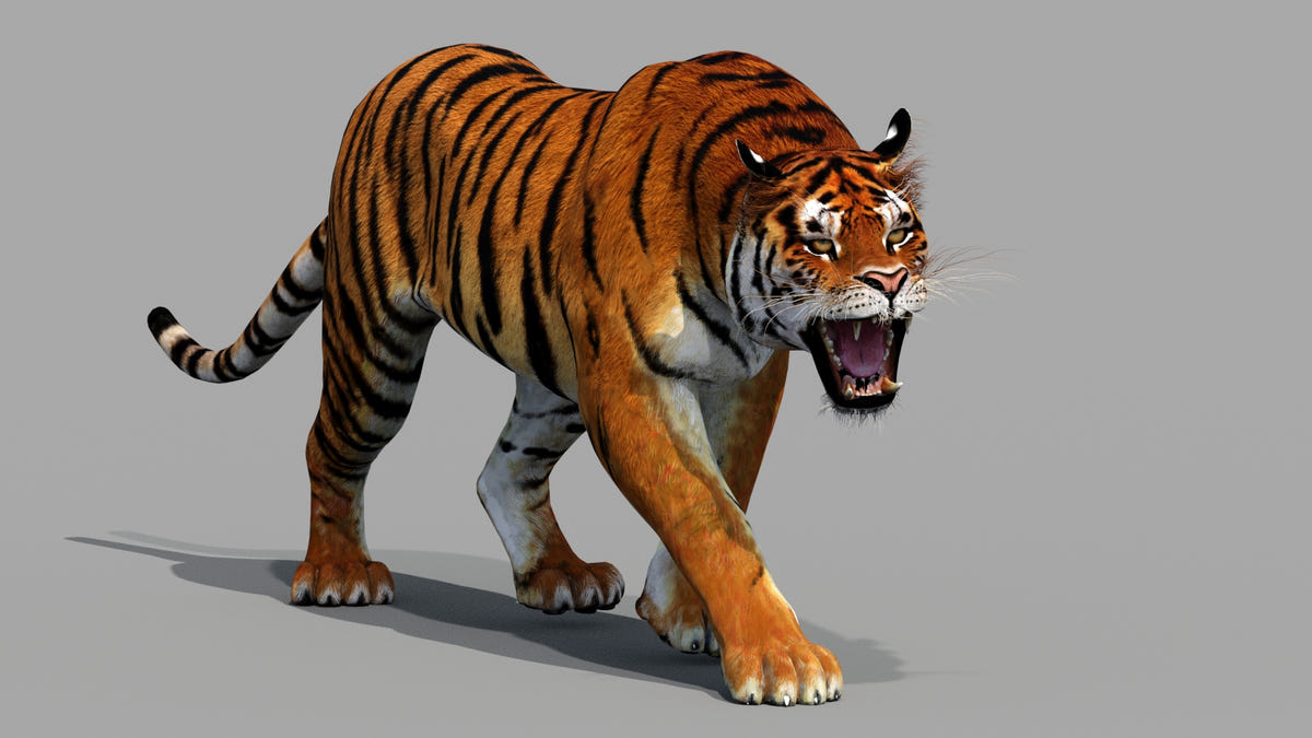 Realistic Siberian 3D tiger for Game and VR, walking and roaring angrily 