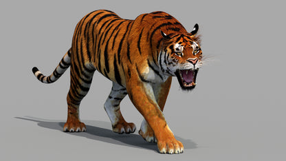 Realistic Siberian 3D tiger for game and VR, walking and roaring angrily 