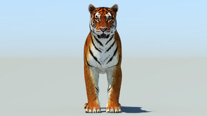 Realistic Tiger 3D Model for Download