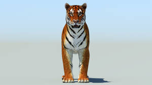 Realistic Tiger 3D Model for Download Thumbnail