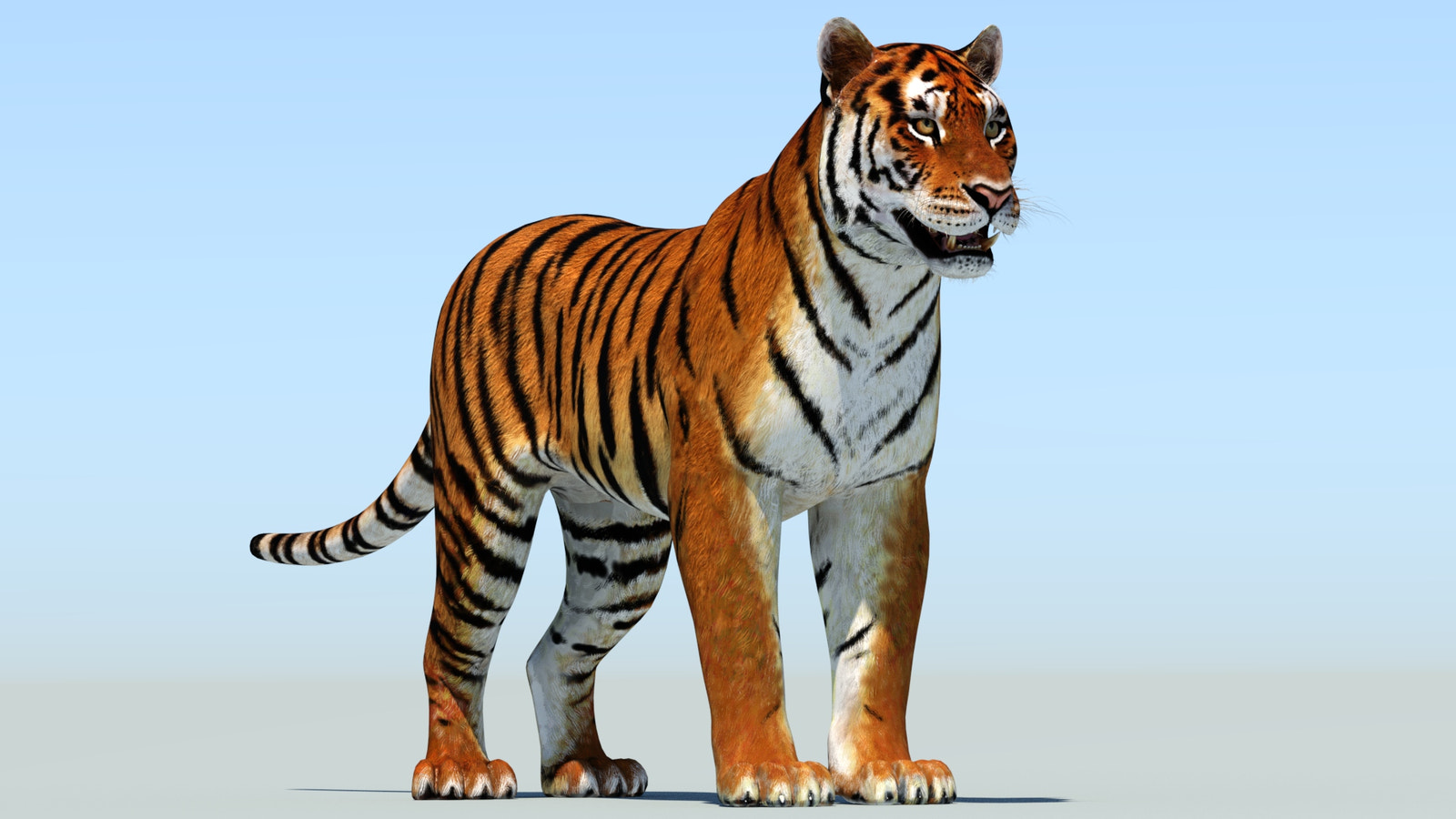 Realistic Tiger 3D Model for game