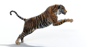 Realistic Tiger 3D Model in Jumping Pose on White Background Thumbnail