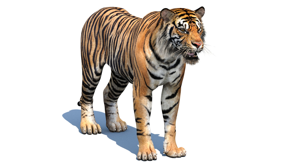 Realistic Tiger 3D Model with ready to use morph target for Game and CGI