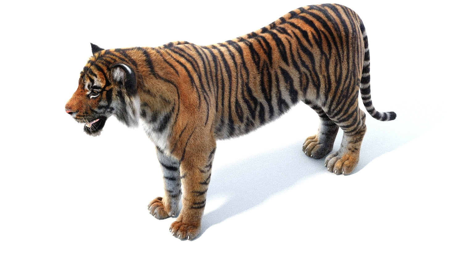 Realistic Tiger 3D Model, Side-Top View on White Background